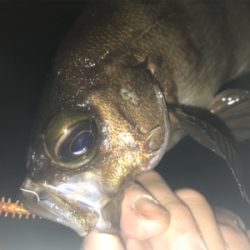 2020ライトゲーム第15戦