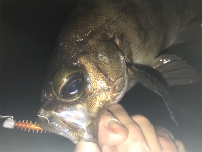 2020ライトゲーム第15戦