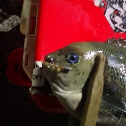 アジング 練習 145  南港のグレ