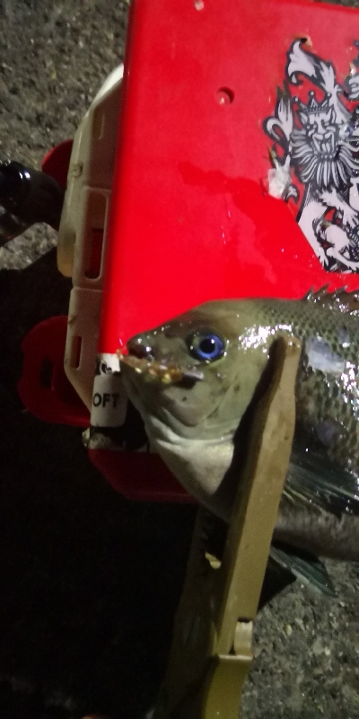 アジング 練習 145  南港のグレ