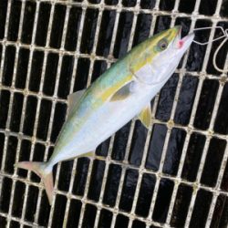 朝は魚釣り園、夕方から川