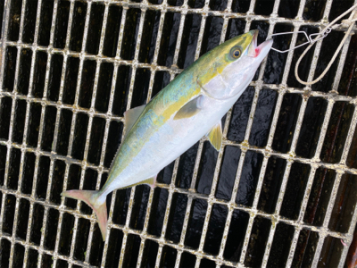 朝は魚釣り園、夕方から川