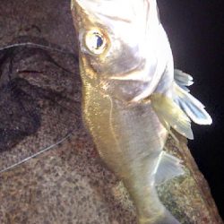 そろそろバチ終了の気配