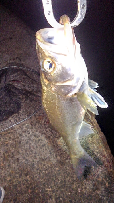 そろそろバチ終了の気配