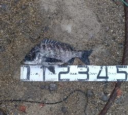 5/17釣果アナゴチヌグレ小サバエイボラガシラ