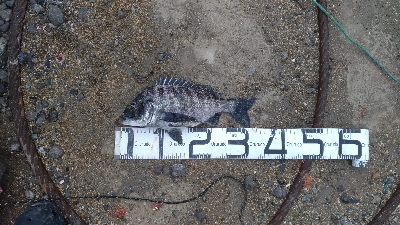 5/17釣果アナゴチヌグレ小サバエイボラガシラ