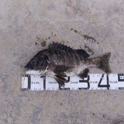 5/24釣果チヌ2枚小サバ大漁