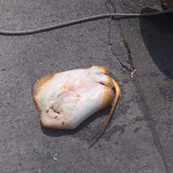 5/30釣果泳がせ釣りでシーバス