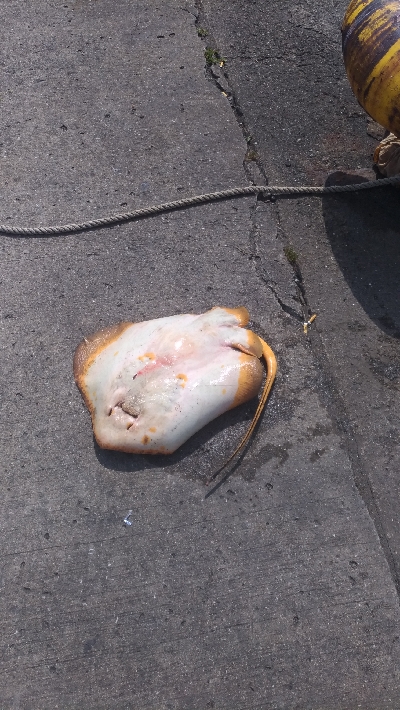 5/30釣果泳がせ釣りでシーバス