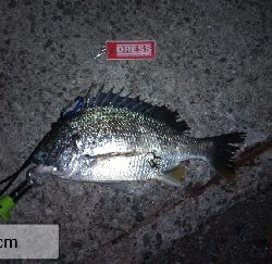 今年初の釣果？