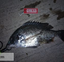 ど干潮で釣れる時もある