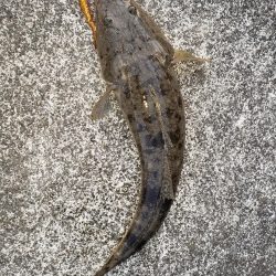 朝まずめの外道