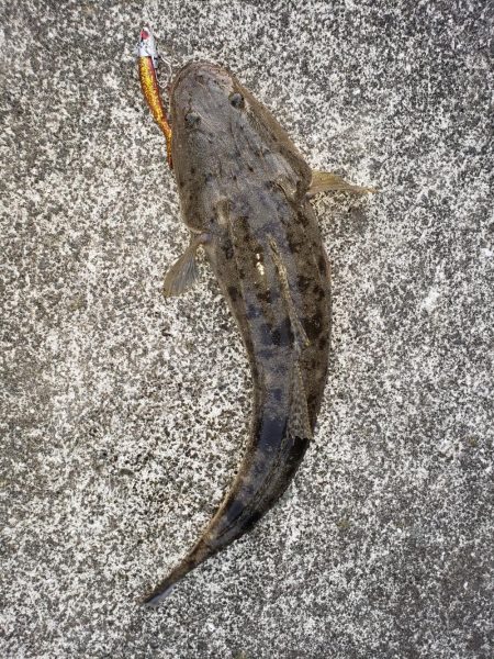 朝まずめの外道