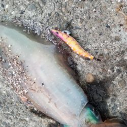 久しぶりのキロアップ!