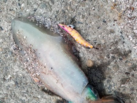 久しぶりのキロアップ！