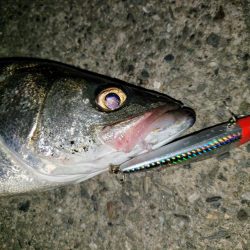 シーバスナイトゲーム