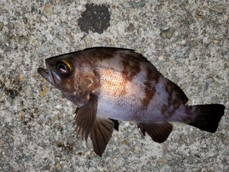 久々の漁港めぐり