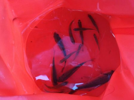 近所の水路で入れ食いを楽しむ(2)