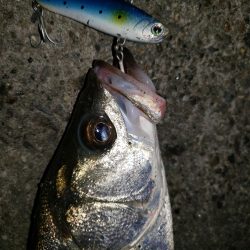 シーバス朝まずめ