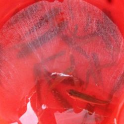 近所の水路で入れ食いを楽しむ(3)