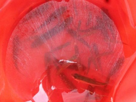 近所の水路で入れ食いを楽しむ(3)