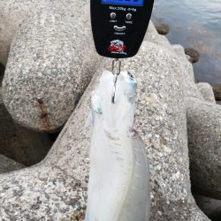 久しぶりエギング