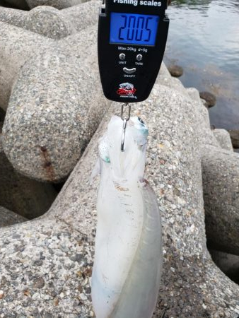 久しぶりエギング