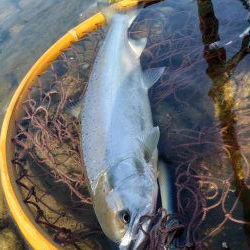 制限解除　久々のサツキマス
