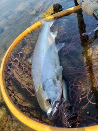 制限解除　久々のサツキマス
