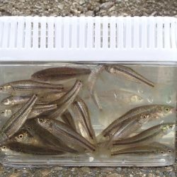 近所の水路で入れ食いを楽しむ(4)