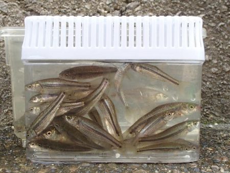 近所の水路で入れ食いを楽しむ(4)