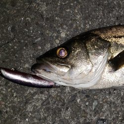 シーバスナイトゲーム