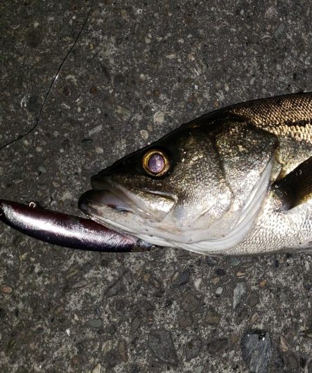 シーバスナイトゲーム