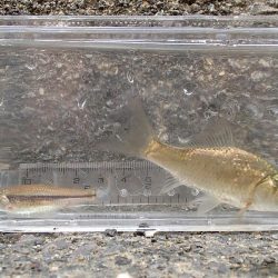 念願のバラタナゴGet!