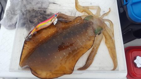 久々マイボートエギング