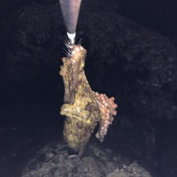 岬周辺は人多すぎ