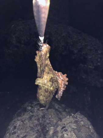 岬周辺は人多すぎ