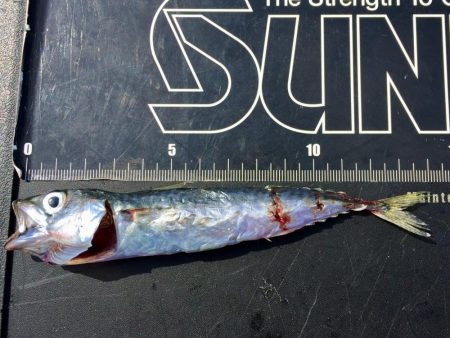 今年初❗️ 釣行&釣果?