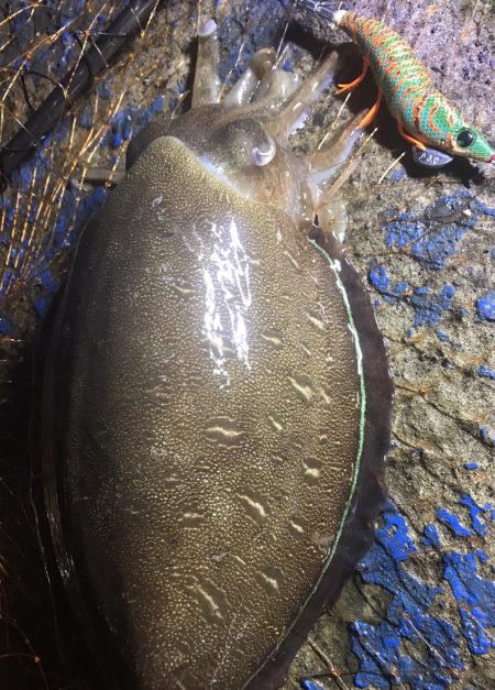 福井で初めての投稿