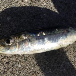 ジャンボイワシ回遊中