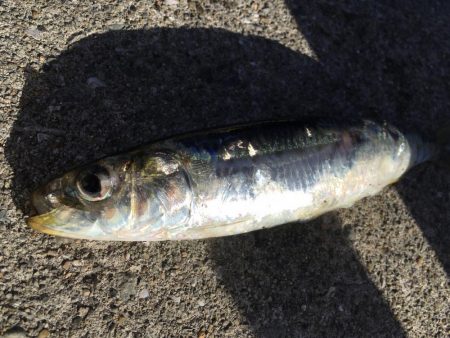 ジャンボイワシ回遊中