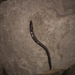 ビッグなゲスト