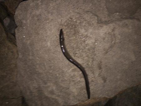 ビッグなゲスト