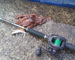 タコ… 早くね?