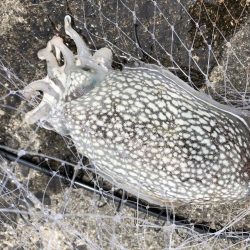 シリヤケイカがアタックしてきました