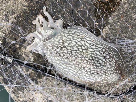 シリヤケイカがアタックしてきました