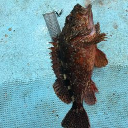 牟岐沖でかけ釣り