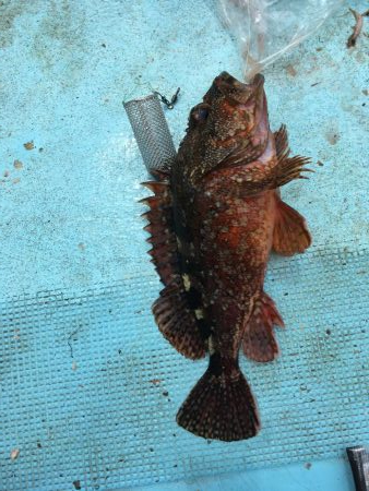 牟岐沖でかけ釣り