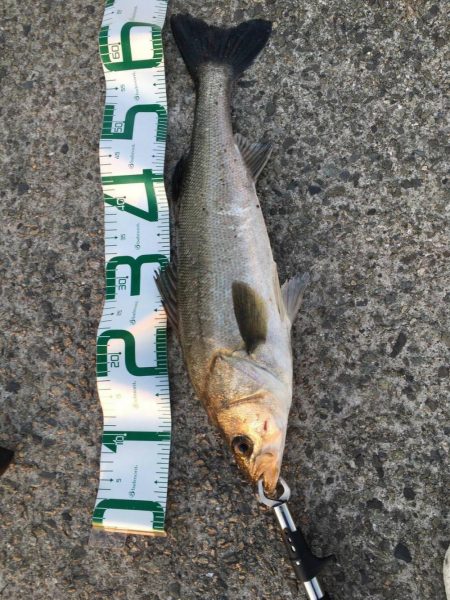 ギリギリ60シーバス