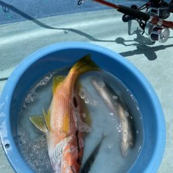 県南沖で小サバ祭り